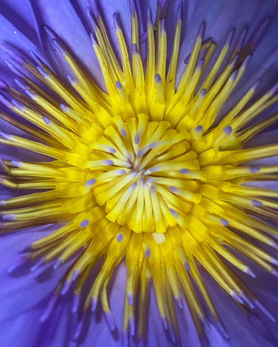 Whole Dried Blue Lotus Flower close up