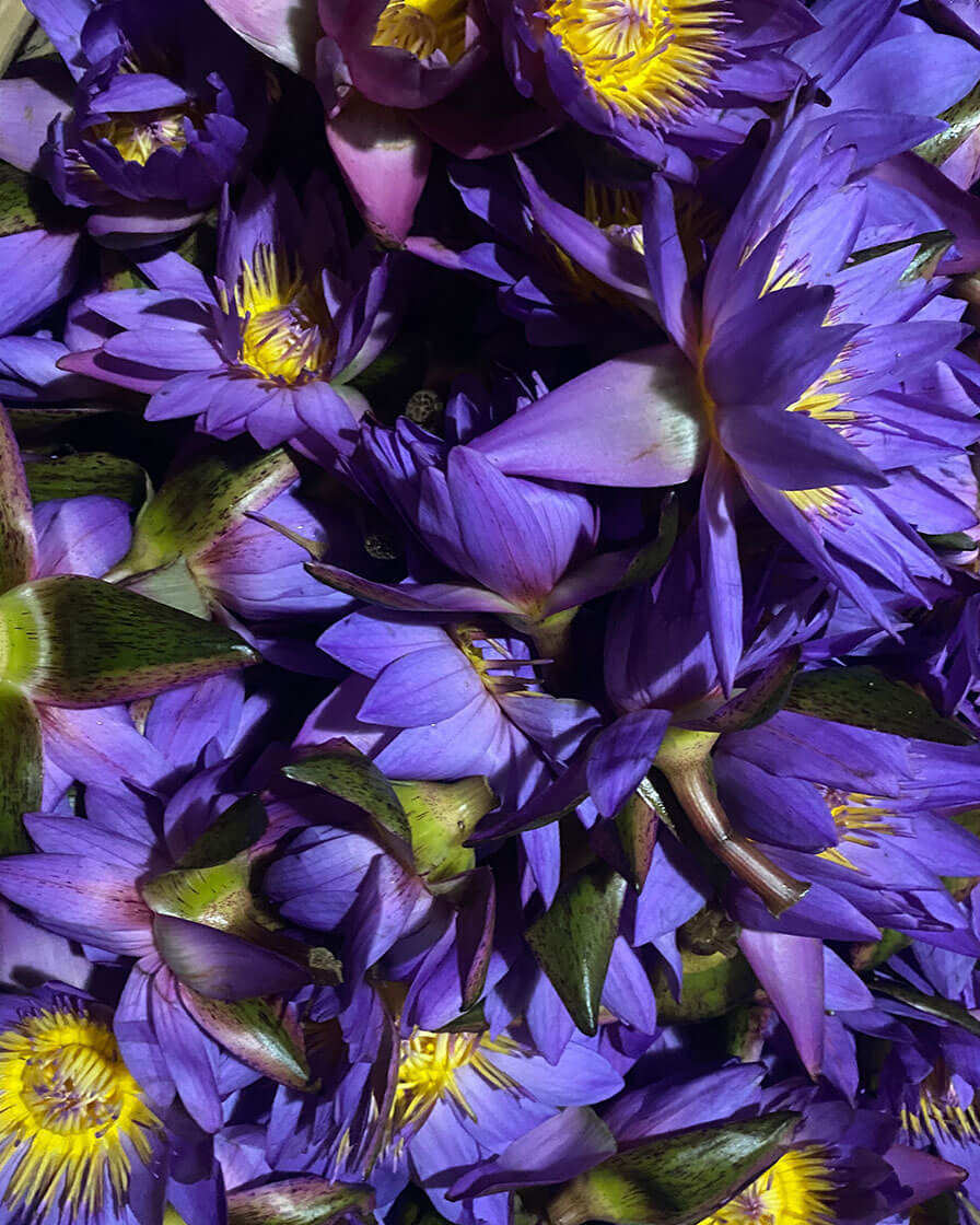 Whole fresh Blue Lotus Flower