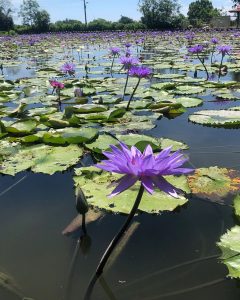 Whole Dried Blue Lotus Flower